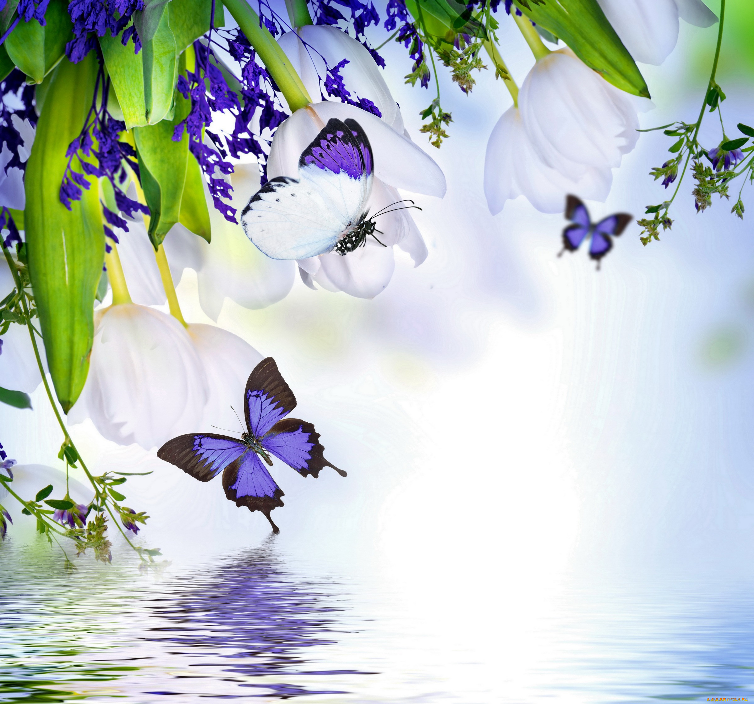 ,  , spring, blossom, tulips, purple, flowers, butterflies, reflection, water, , , , , , 